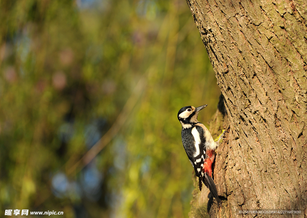 啄木鸟空山鸟语图片