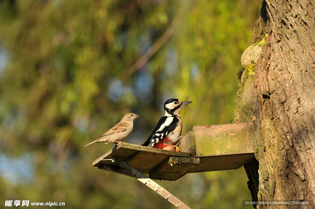 啄木鸟空山鸟语图片