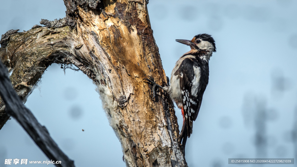 啄木鸟空山鸟语图片