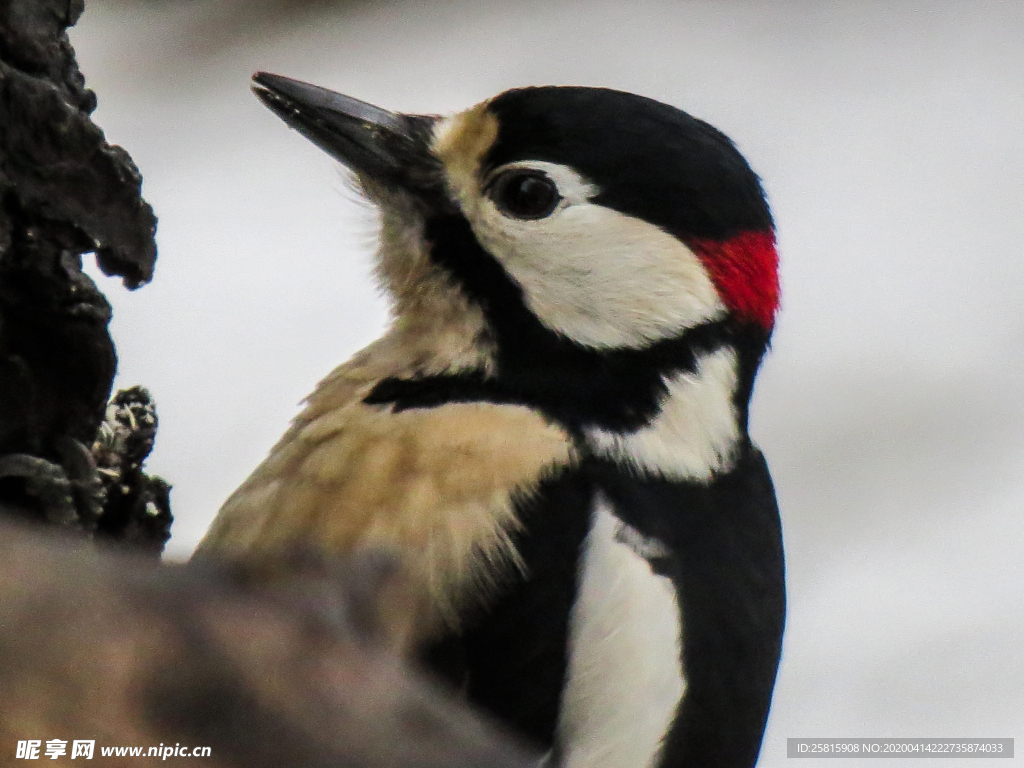 啄木鸟空山鸟语图片