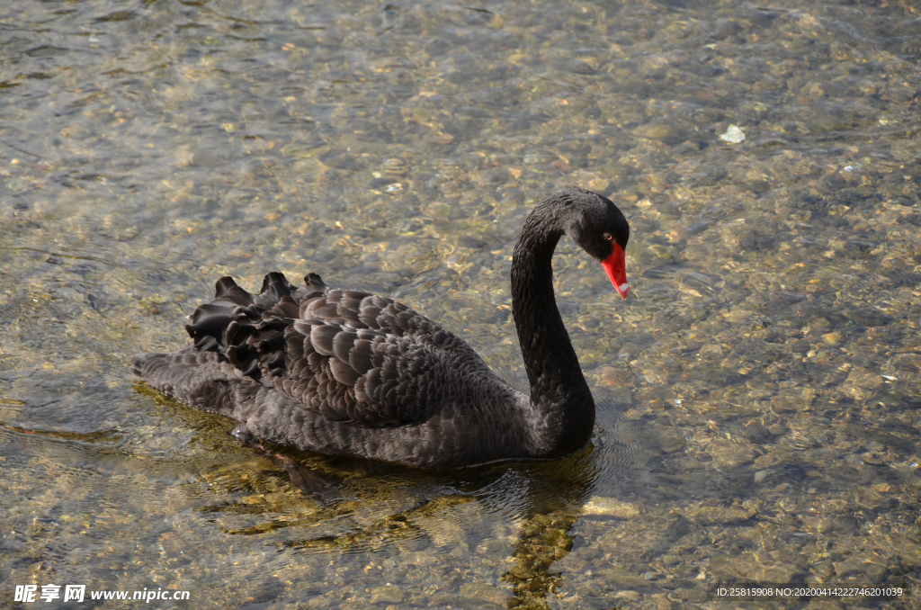 黑天鹅空山鸟语图片
