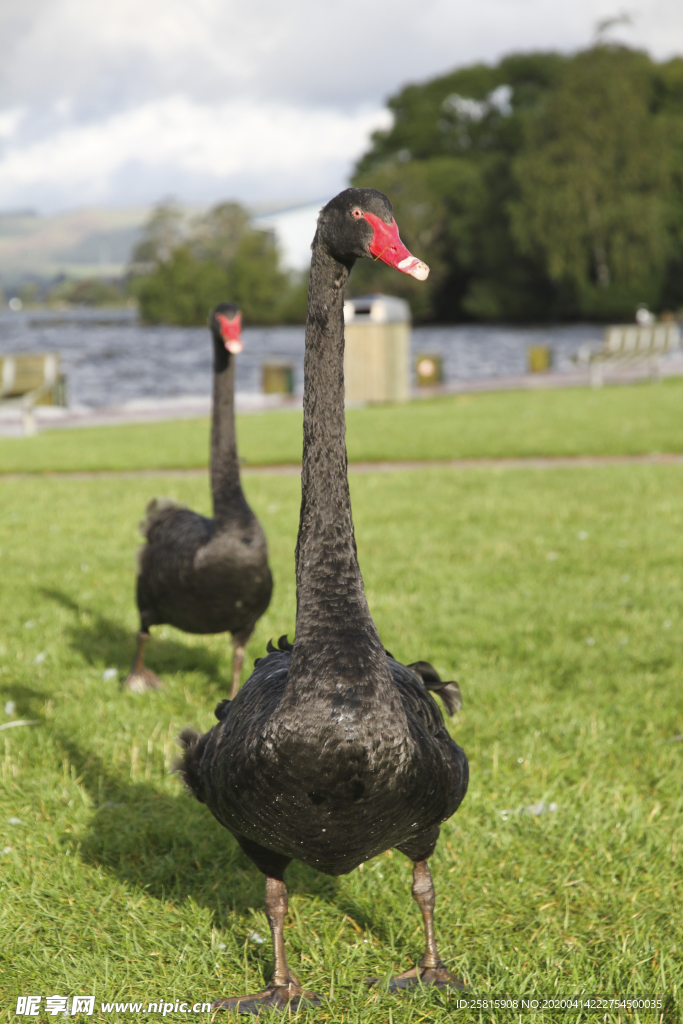 黑天鹅空山鸟语图片
