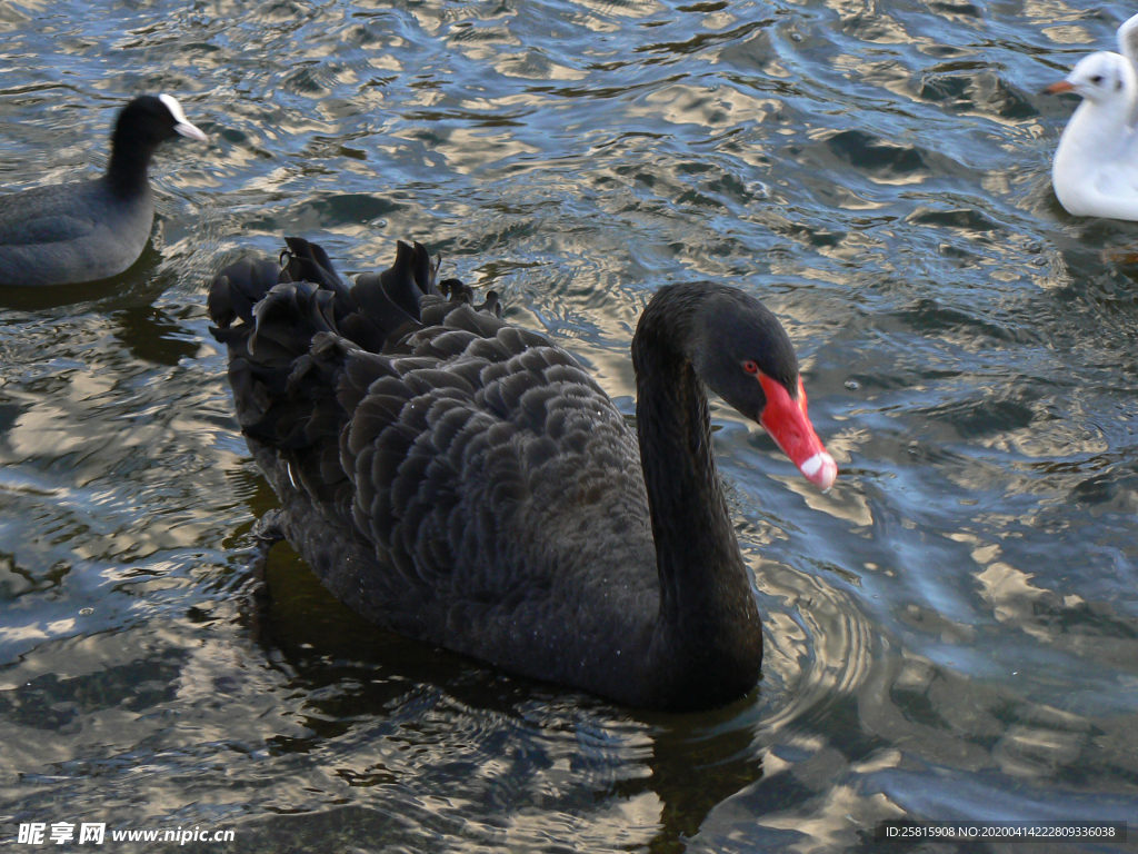 黑天鹅空山鸟语图片