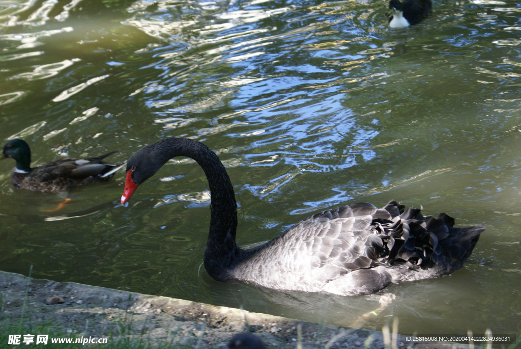 黑天鹅空山鸟语图片