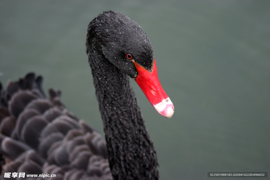 黑天鹅空山鸟语图片