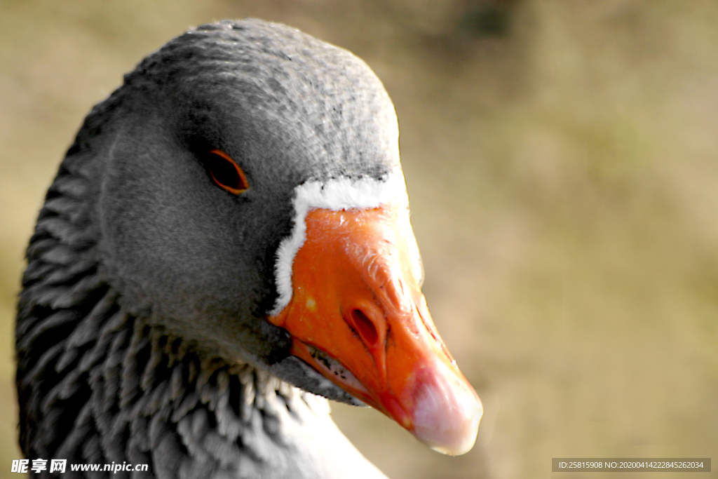 黑天鹅空山鸟语图片
