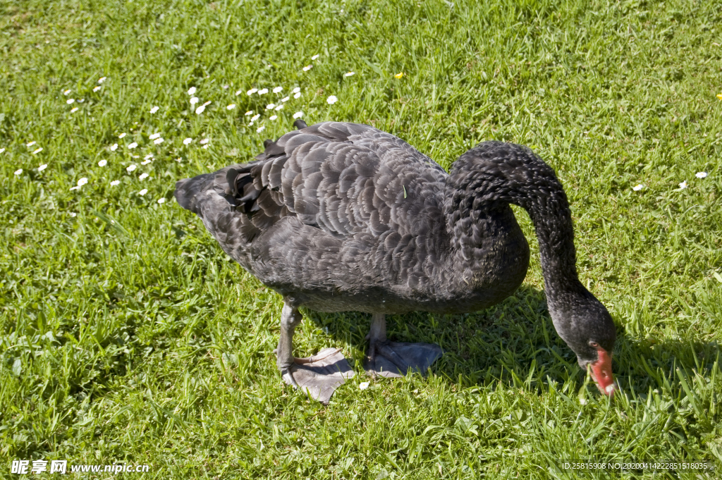 黑天鹅空山鸟语图片