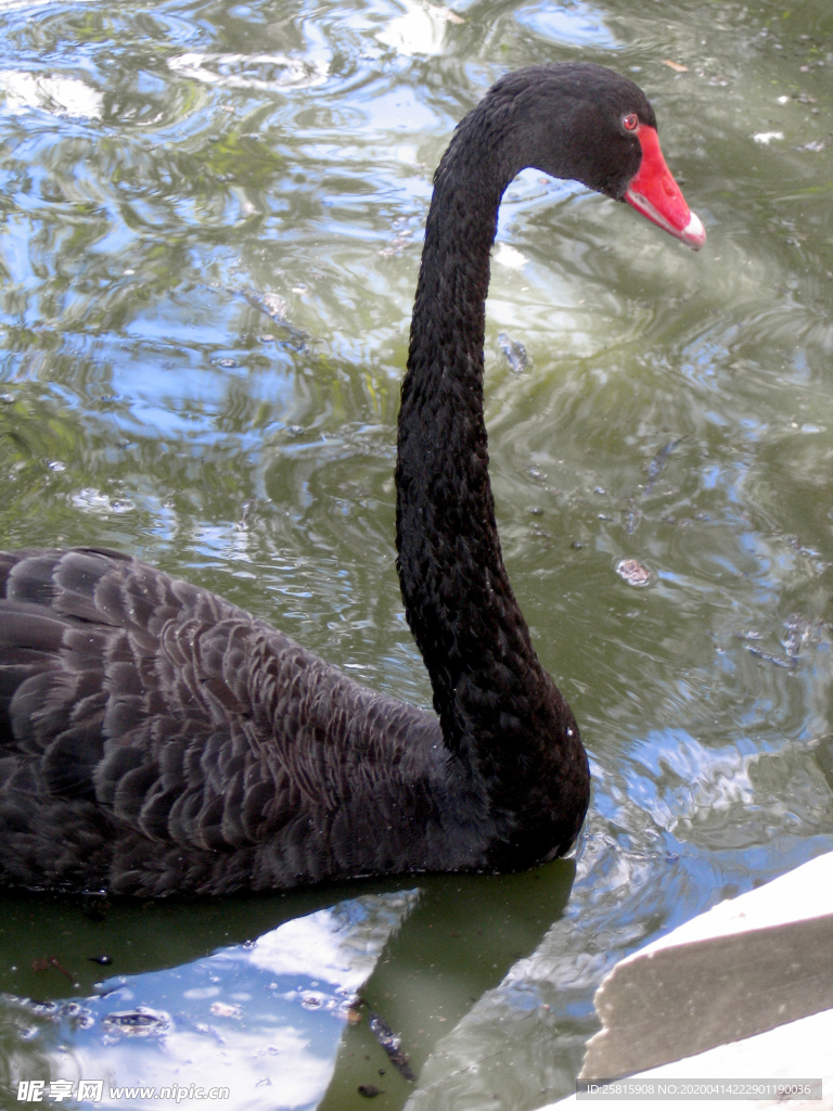 黑天鹅空山鸟语图片