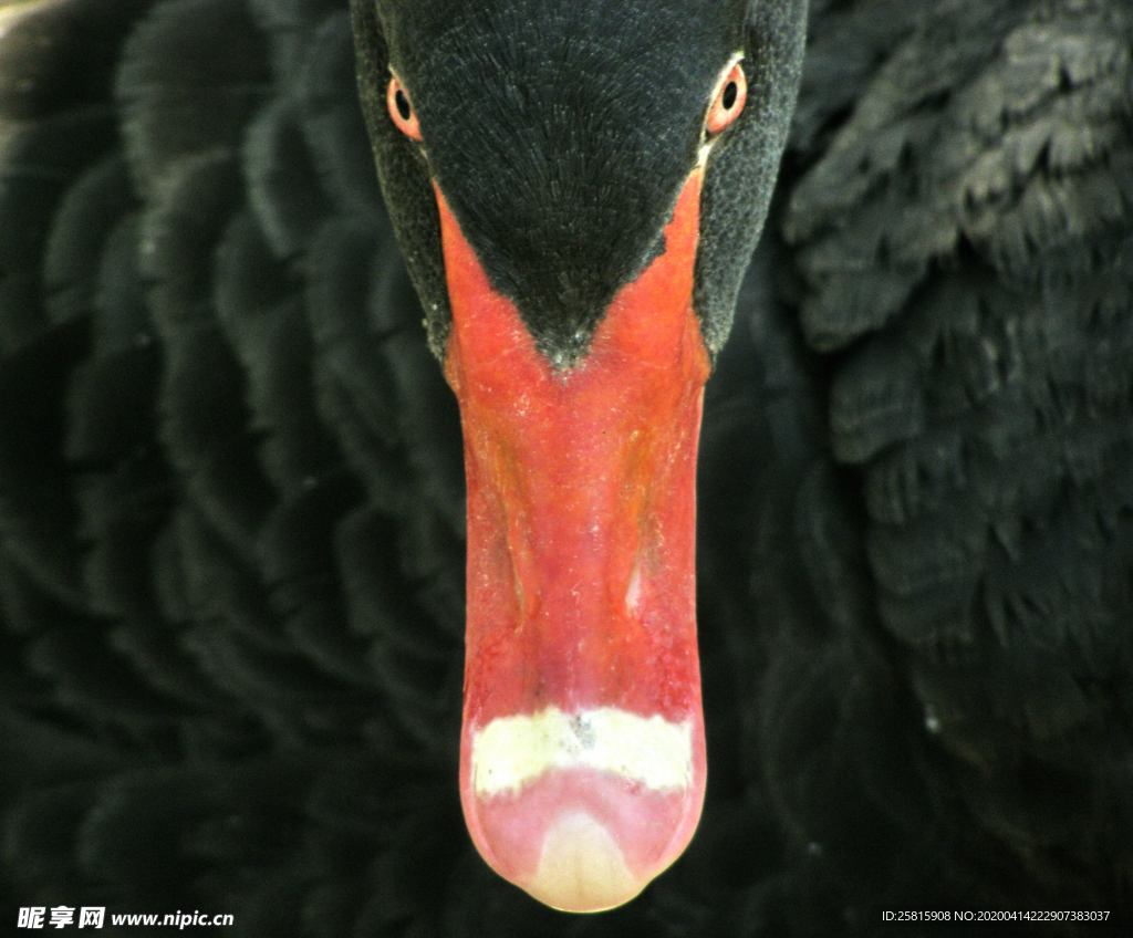 黑天鹅空山鸟语图片