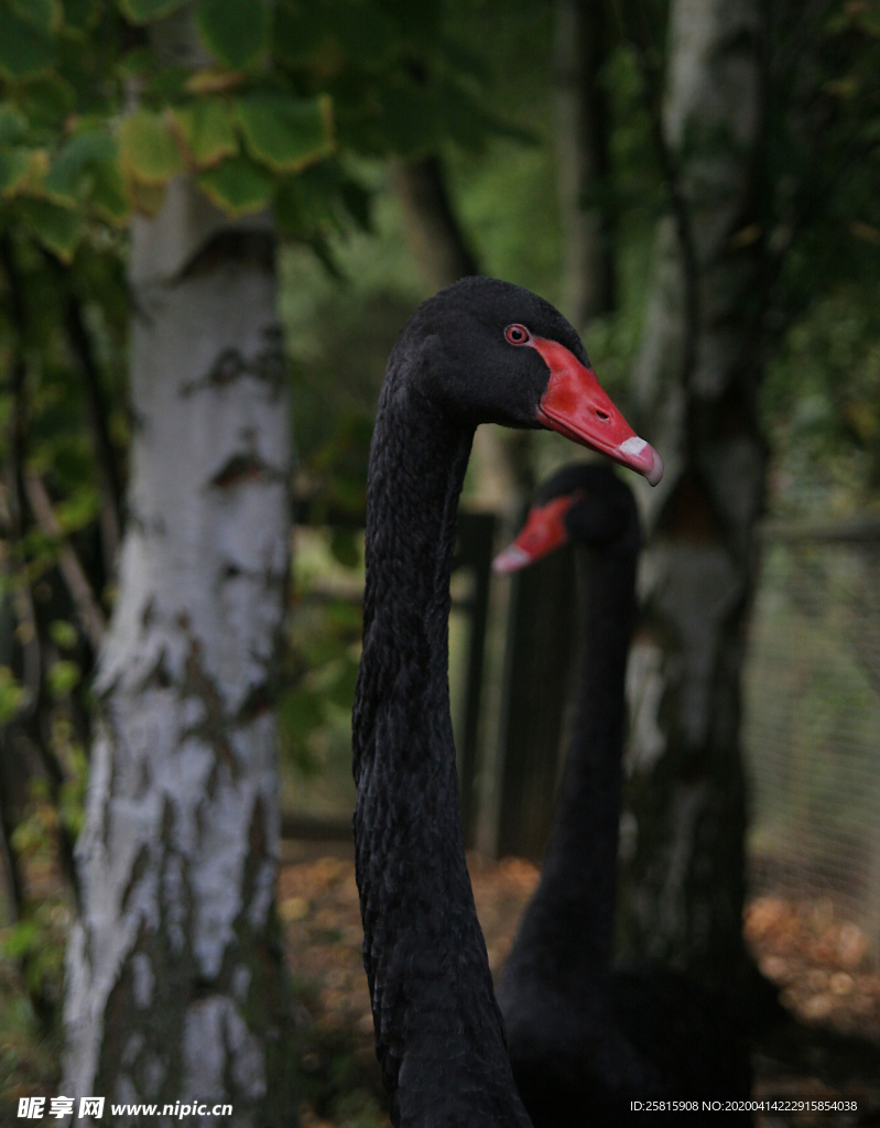 黑天鹅空山鸟语图片