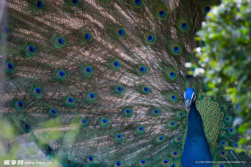 孔雀空山鸟语图片