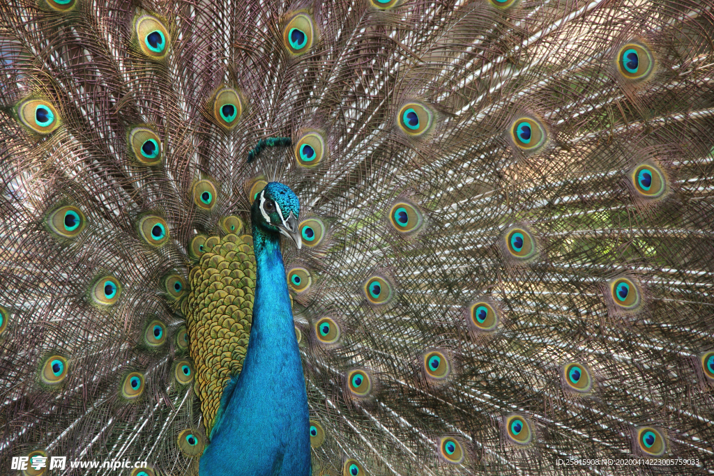 孔雀空山鸟语图片