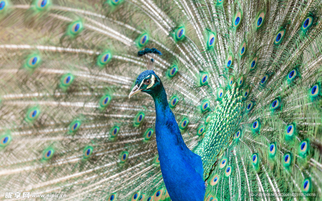 孔雀空山鸟语图片