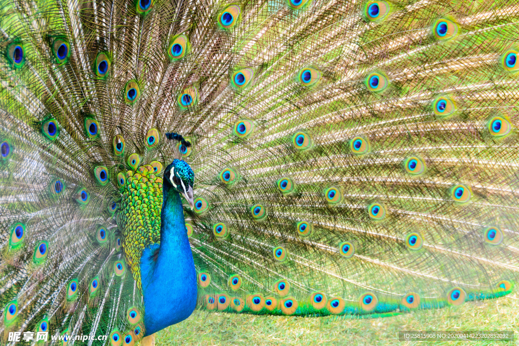 孔雀空山鸟语图片