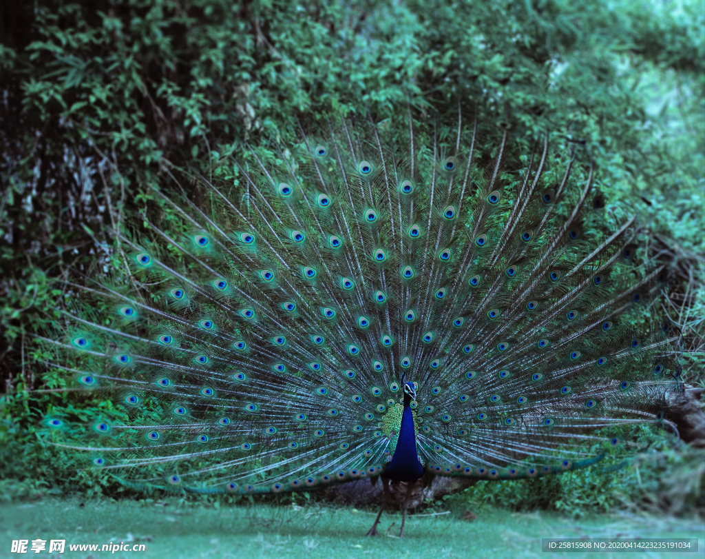 孔雀空山鸟语图片