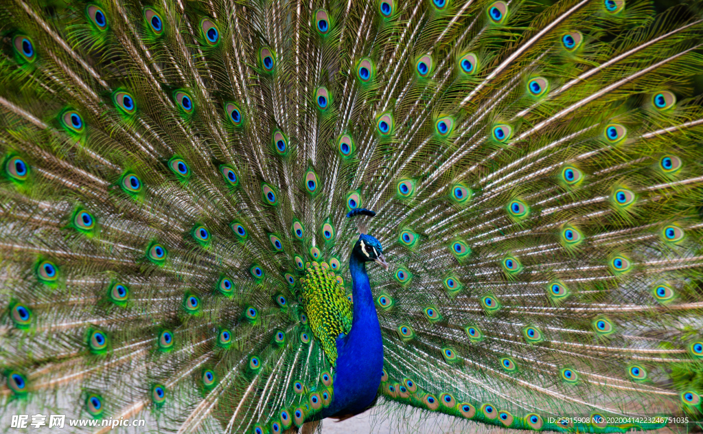 孔雀空山鸟语图片