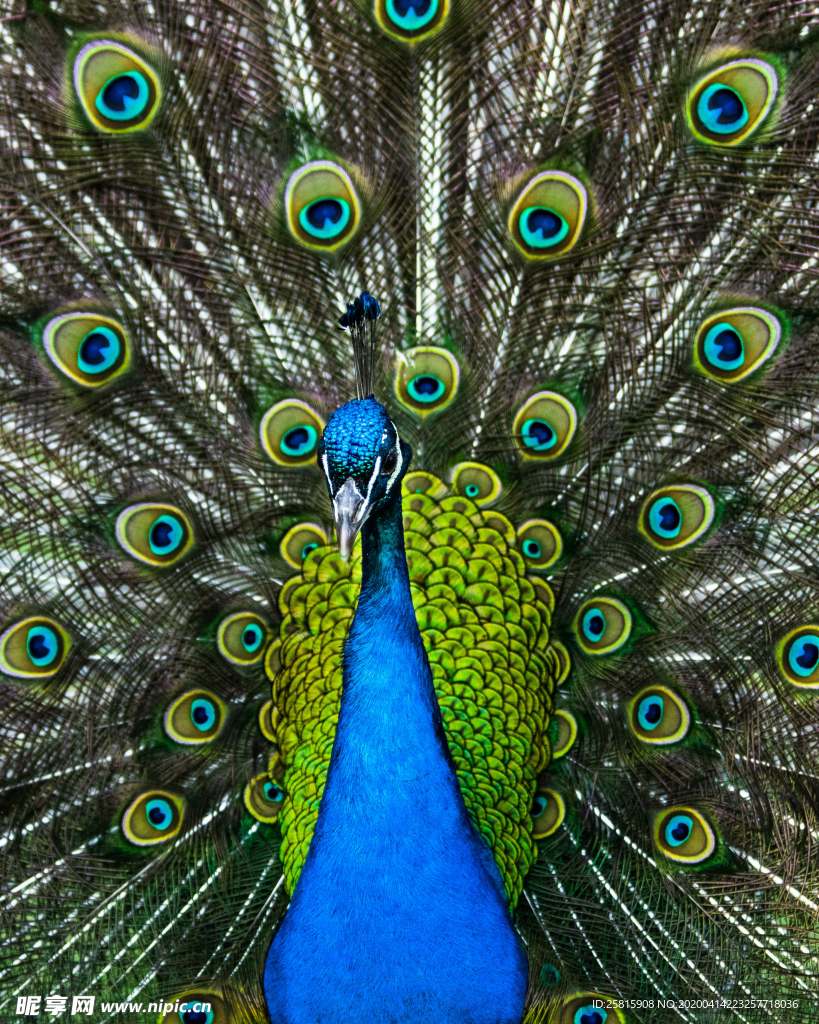 孔雀空山鸟语图片