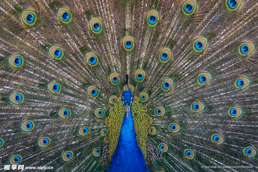 孔雀空山鸟语图片