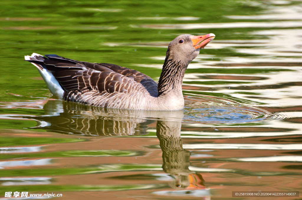 野鸭空山鸟语图片