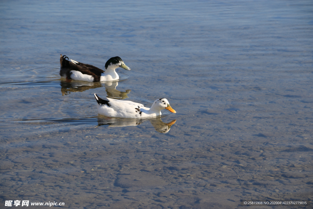 野鸭空山鸟语图片