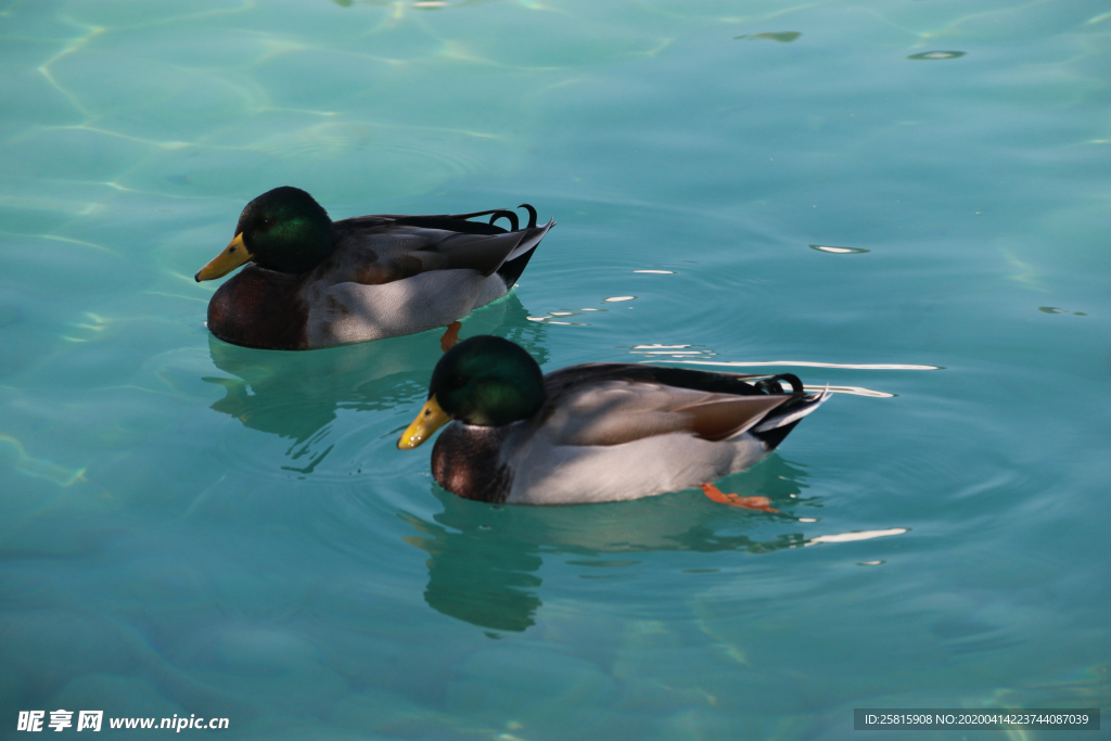 野鸭空山鸟语图片