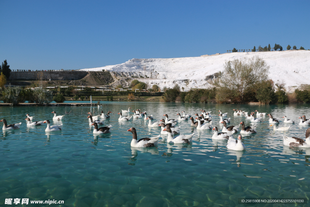 野鸭空山鸟语图片