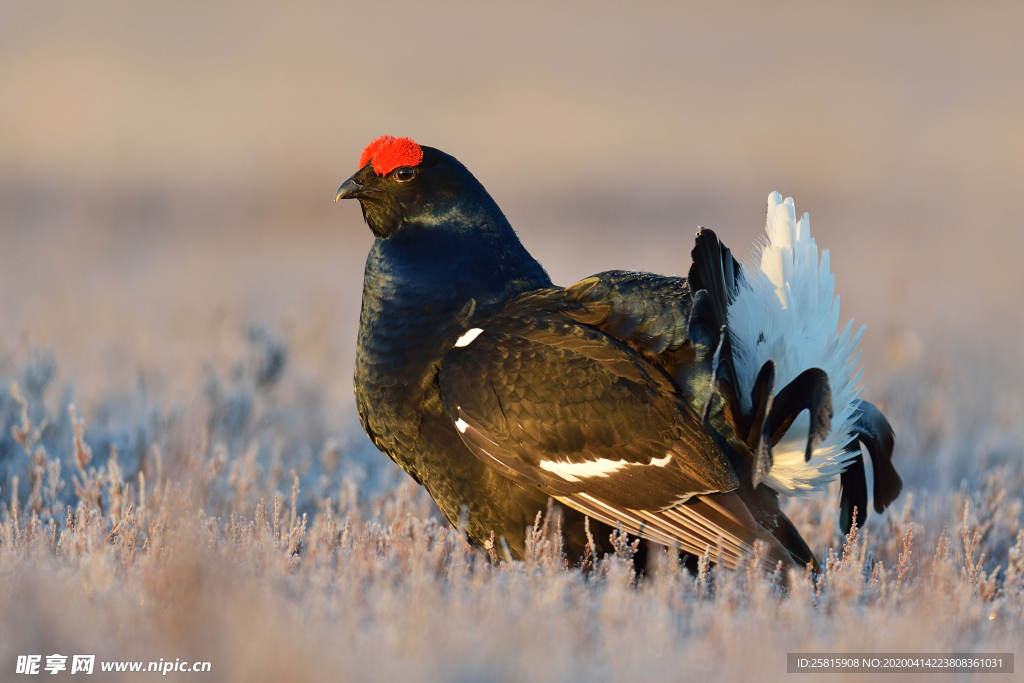 野鸡空山鸟语图片