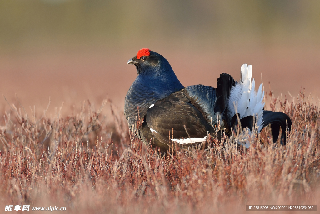 野鸡空山鸟语图片