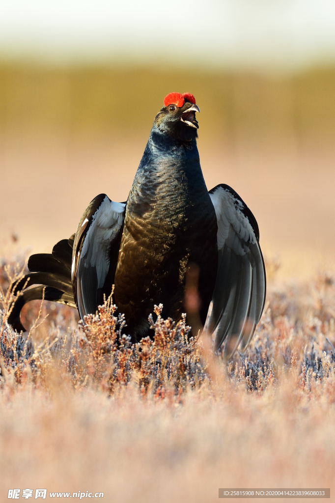 野鸡空山鸟语图片