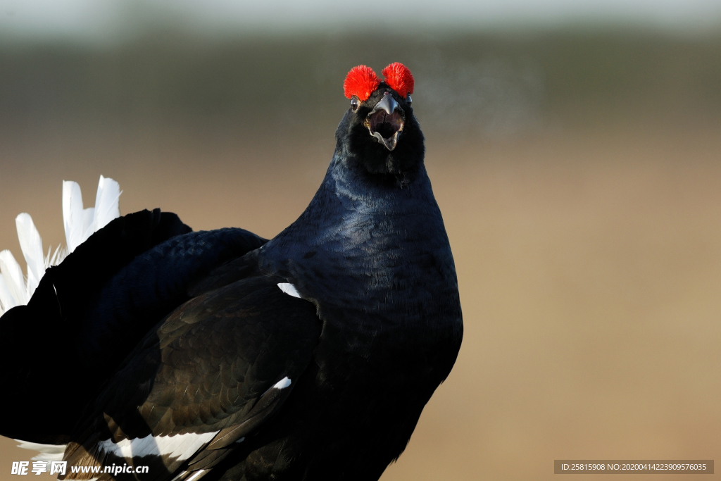 野鸡空山鸟语图片