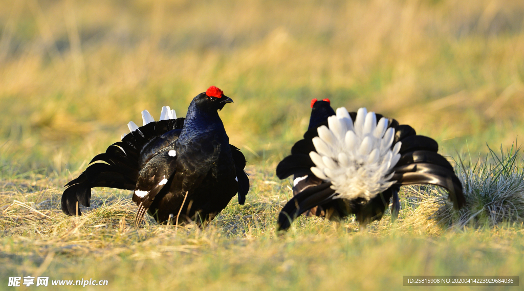 野鸡空山鸟语图片