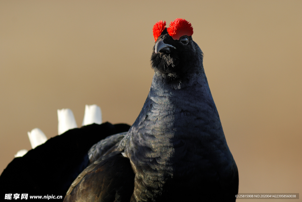 野鸡空山鸟语图片