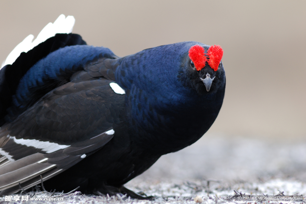 野鸡空山鸟语图片