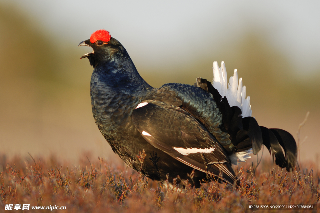 野鸡空山鸟语图片