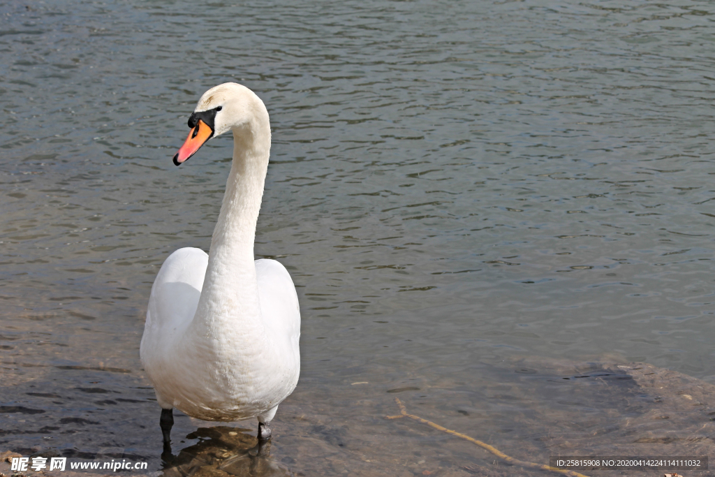 白天鹅空山鸟语图片