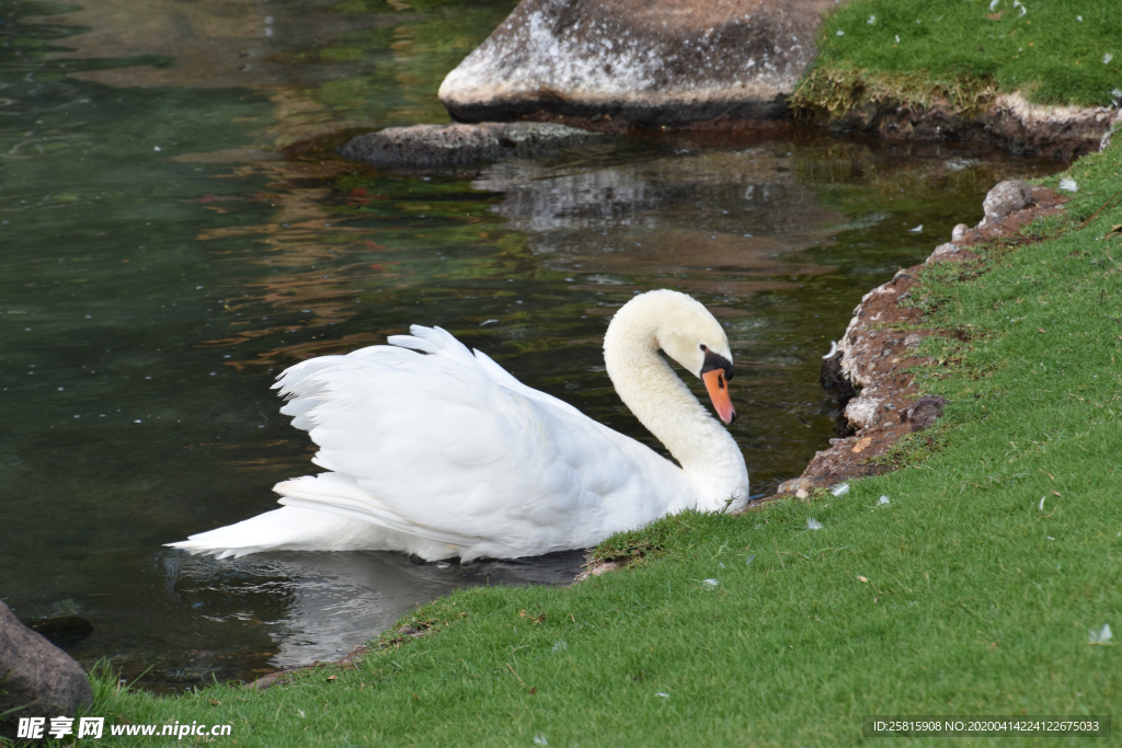 白天鹅空山鸟语图片