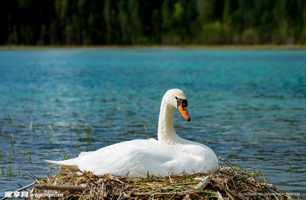 白天鹅空山鸟语图片