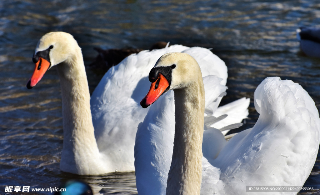 白天鹅空山鸟语图片