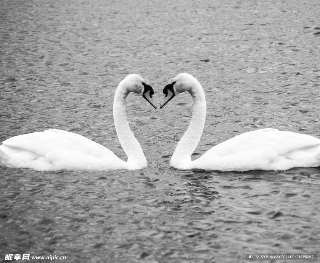 白天鹅空山鸟语图片