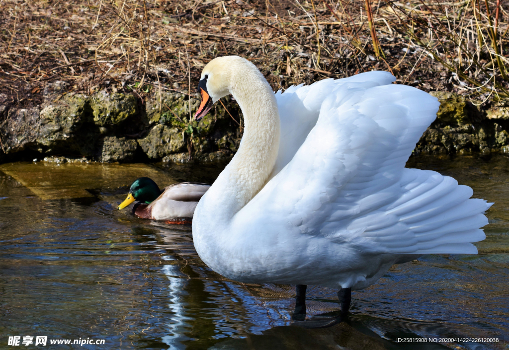 白天鹅空山鸟语图片