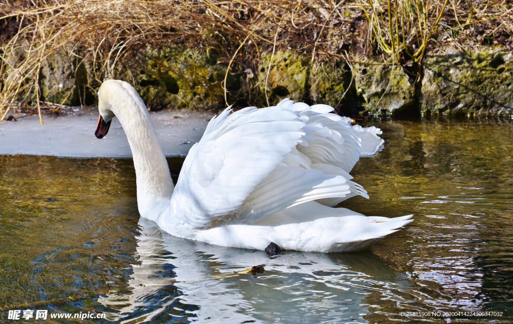 白天鹅空山鸟语图片