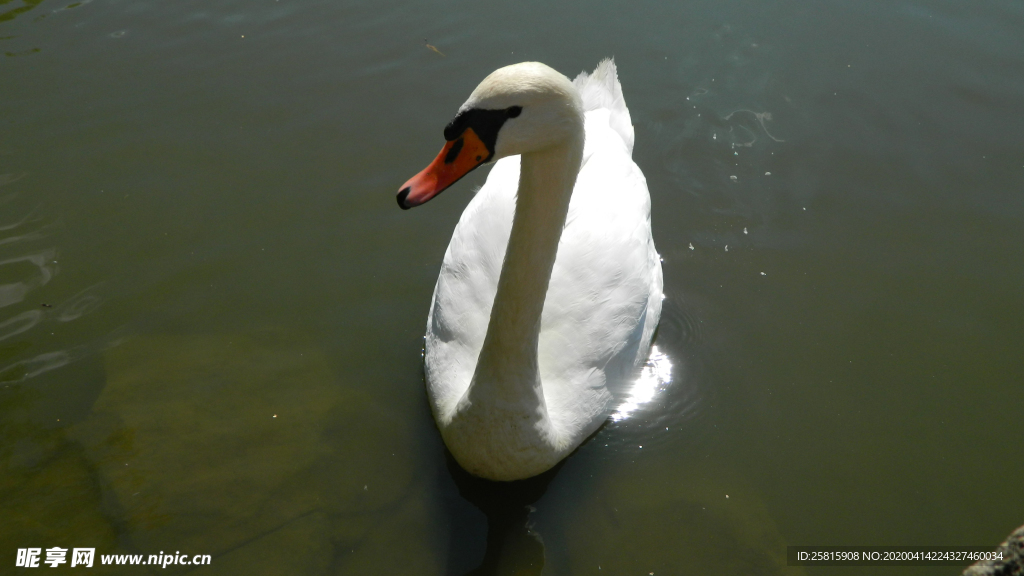 白天鹅空山鸟语图片