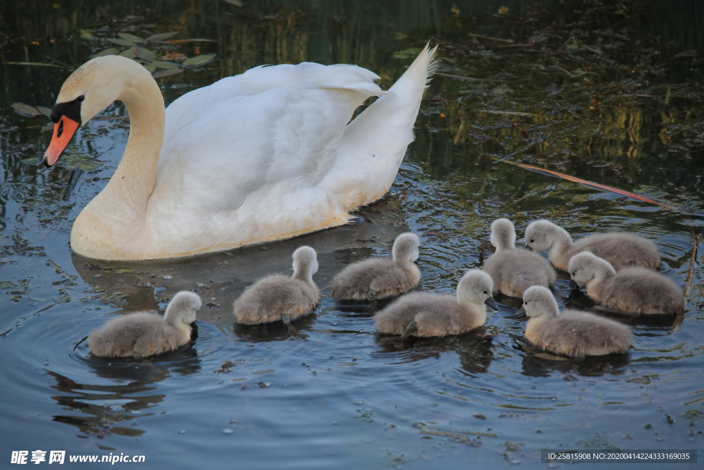 白天鹅空山鸟语图片