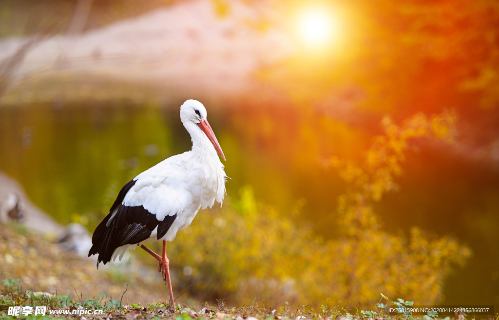 白鹤空山鸟语图片