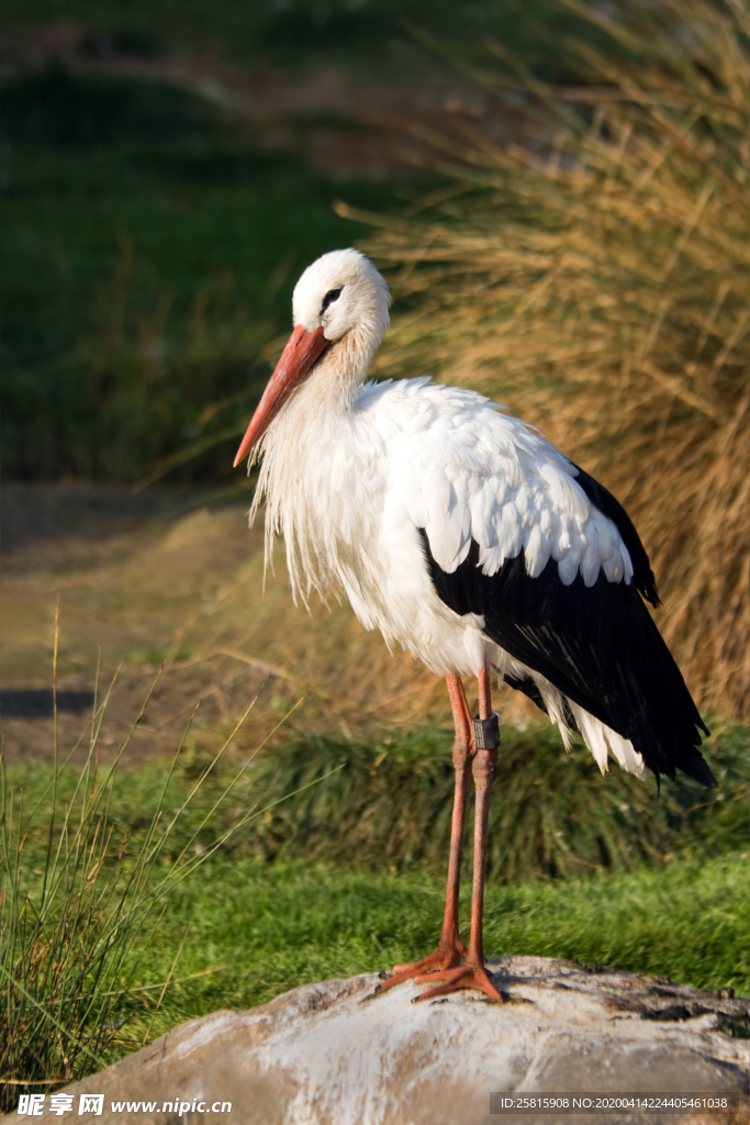 白鹤空山鸟语图片