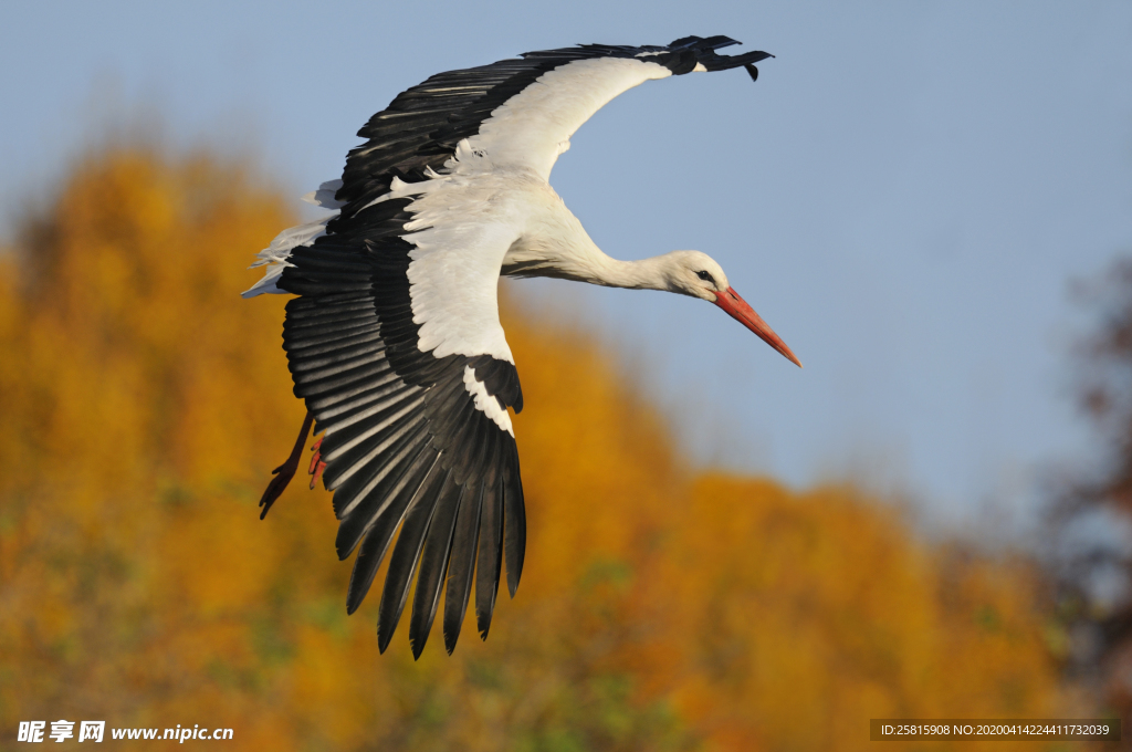 白鹤空山鸟语图片
