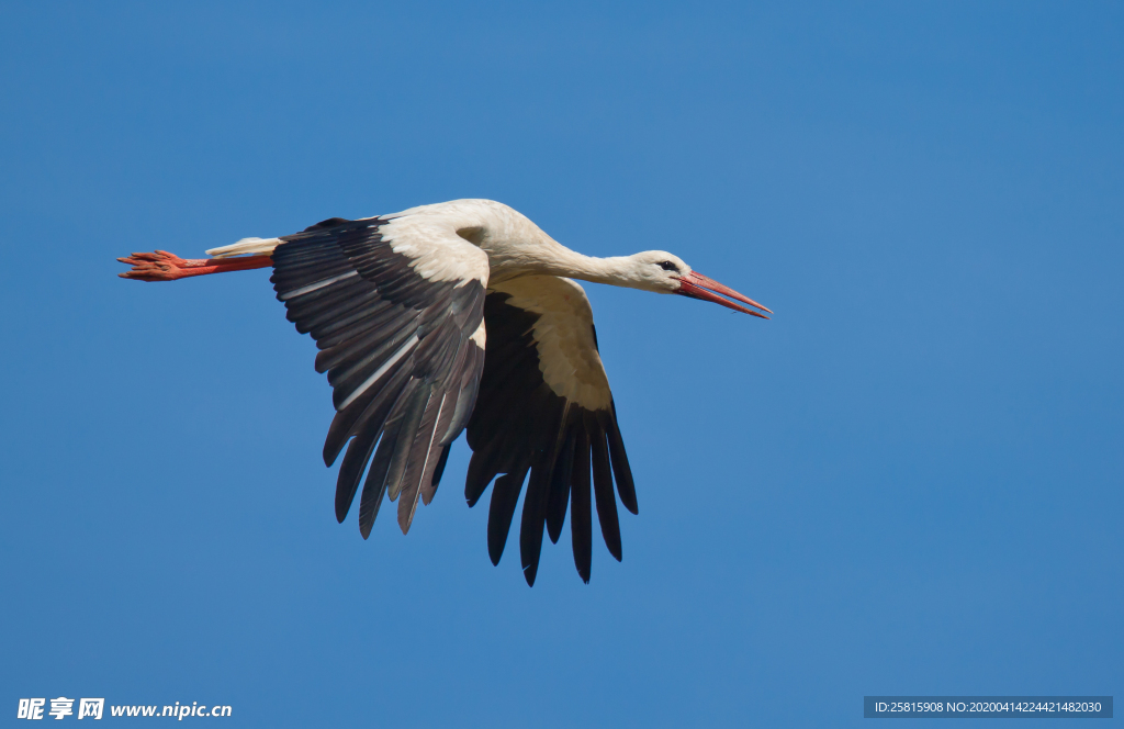 白鹤空山鸟语图片