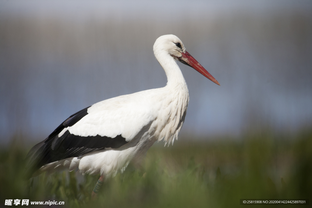 白鹤空山鸟语图片