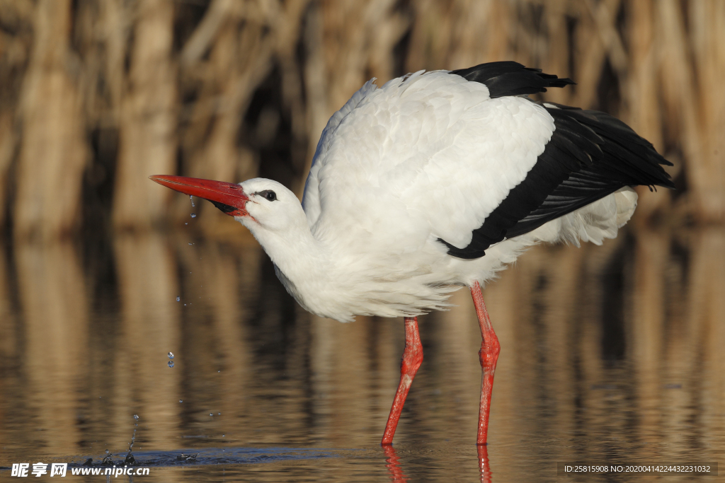白鹤空山鸟语图片