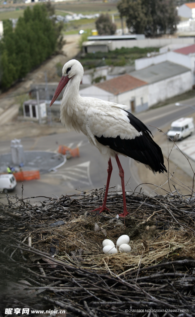 白鹤空山鸟语图片